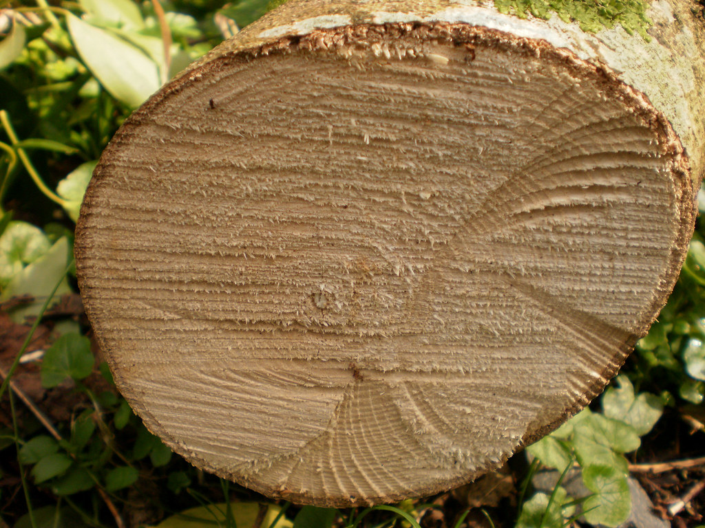 Freshly cut tree stump cross-section showing growth rings
