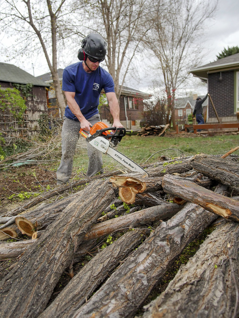 Worker with a chainsaw cutting a removed tree into sections in a residential yard