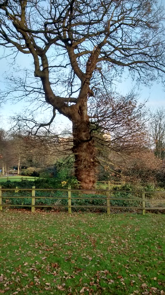 Large veteran oak with a broad bare winter crown standing in open ground